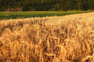 Žitno polje in kozolec